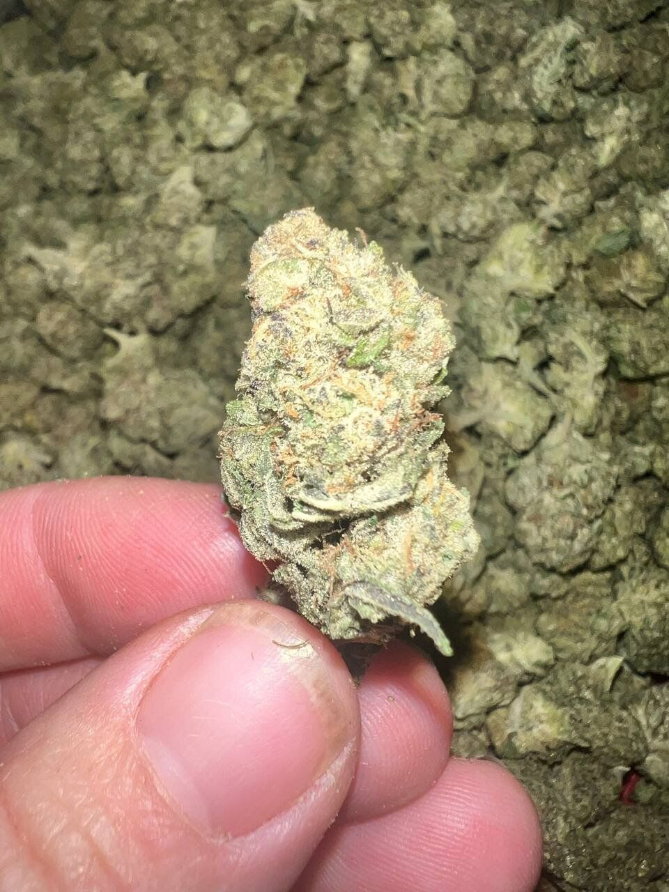 Sandia Gelato THCA 1 Sandia Gelato THCA