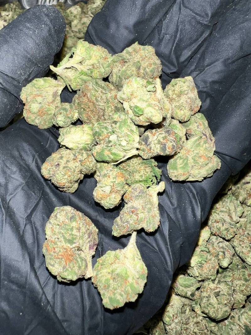 Dagashi Kush THCA Flower 1 Dagashi Kush THCA Flower Bulk Wholesale