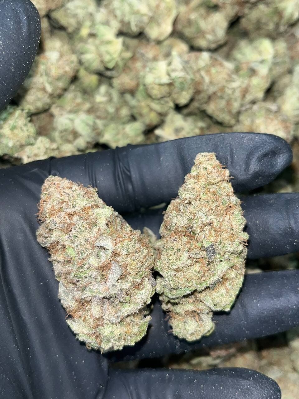 Blueberry Muffins THCa 1 Blueberry Muffins THCa