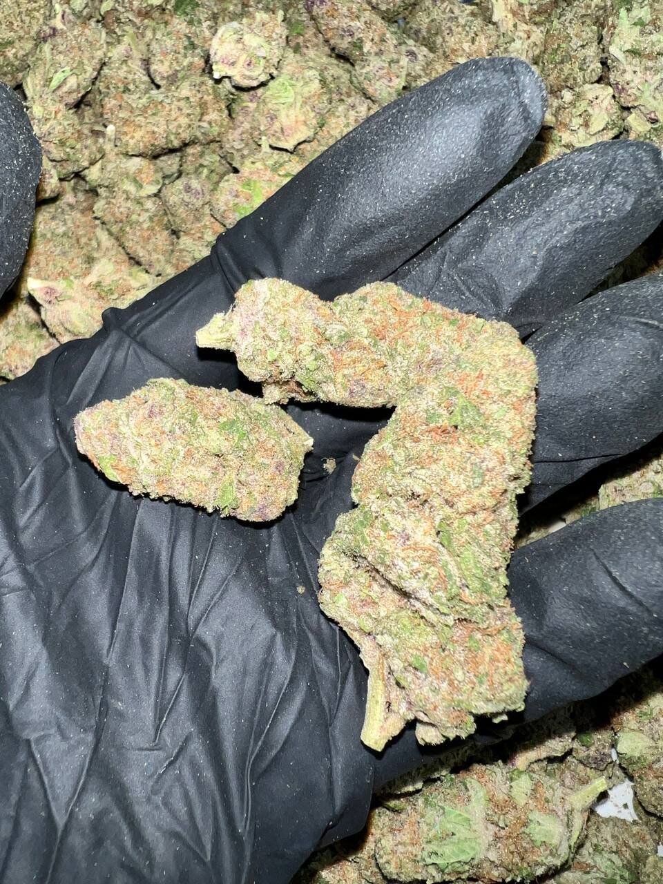 Citrus Blast THCa Flower 1 Citrus Blast THCa Flower