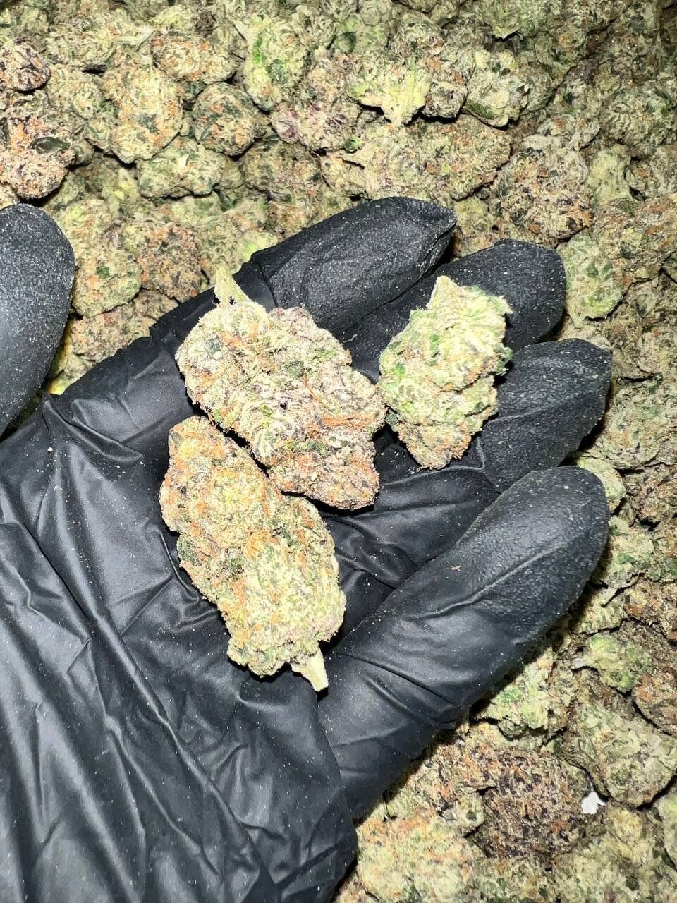 Hood Lemon THCa Flower 1 Hood Lemon THCa Flower