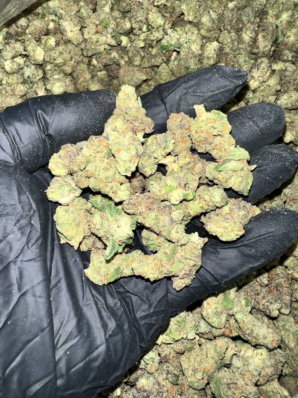 London Jelly THCa Flower 1 London Jelly THCa Flower
